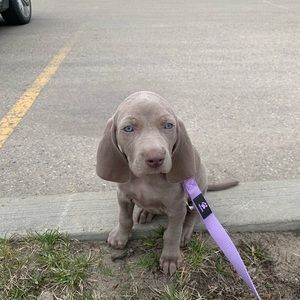 Meet your Posher, Rowan